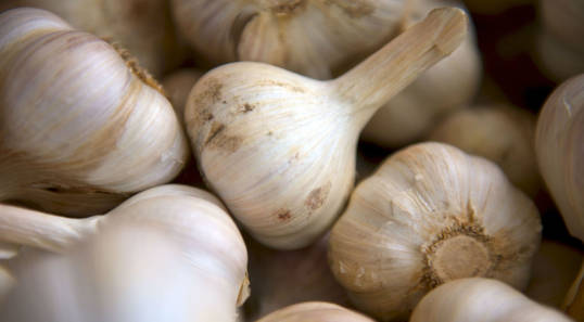 garlic
